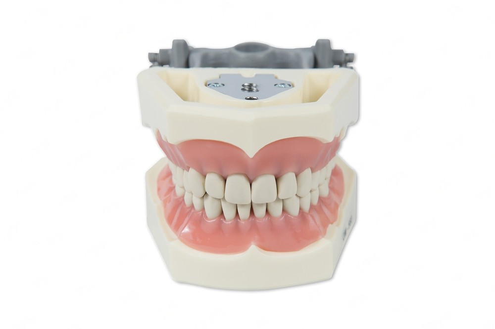 DENTAL TYPODONT MODEL 560 TEACHING MODEL WITH REMOVABLE IVORINE TEETH