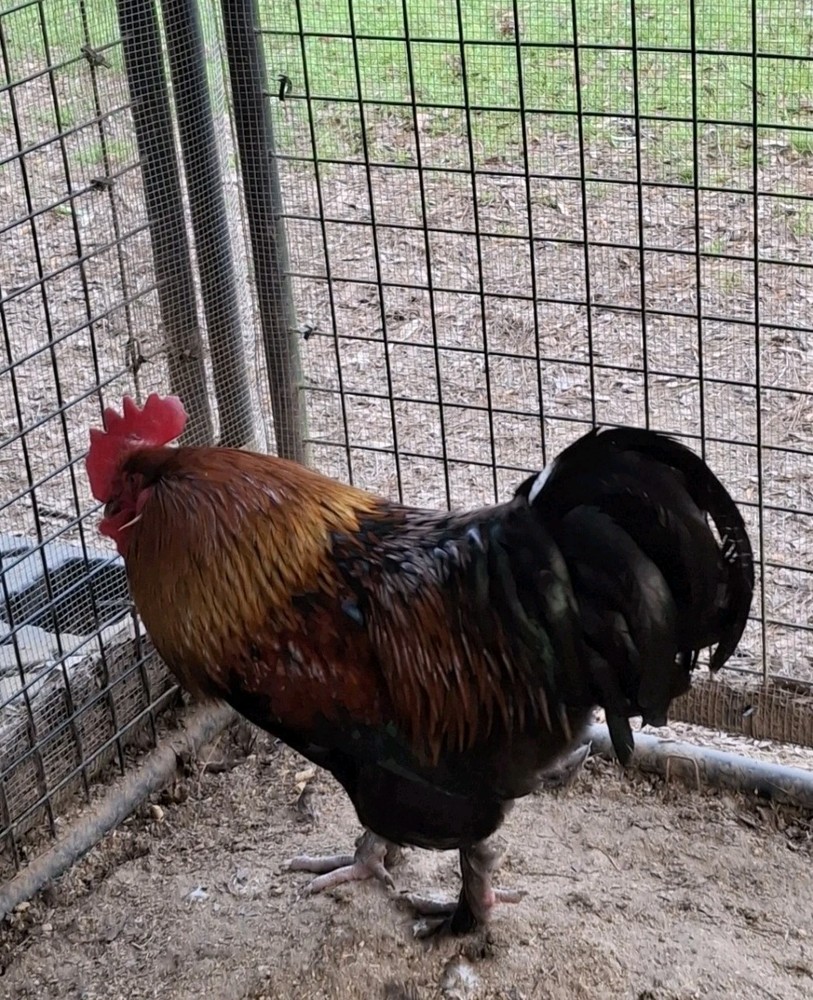 10+2 Black Copper Maran Hatching Eggs