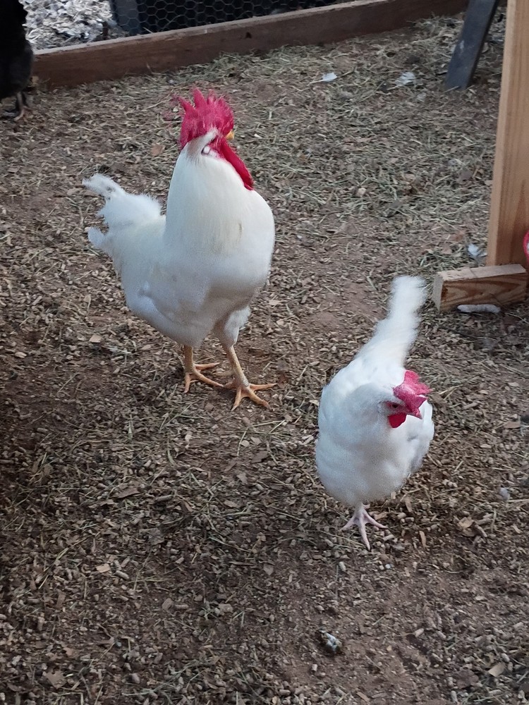 6++ White Leghorn hatching eggs