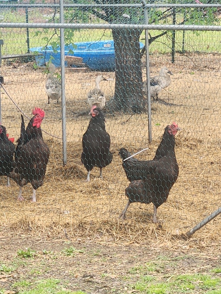 12 Black Austrolorp Hatching Eggs