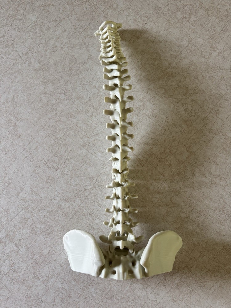 3D Printed Spine - Anatomically Correct Model