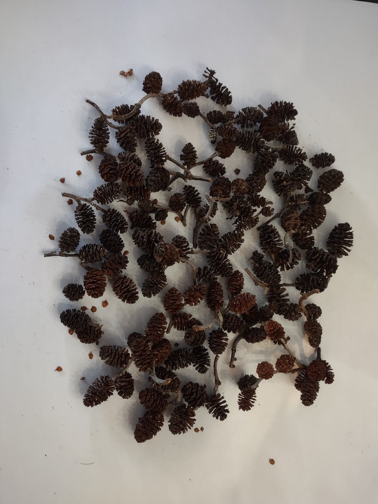 Alder cones for blackwater aquarium.