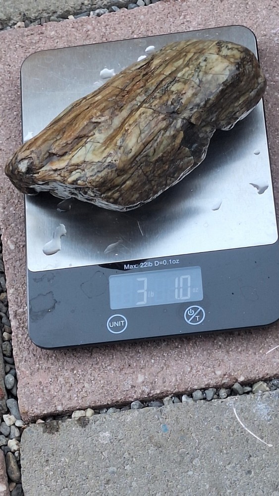 petrified wood log