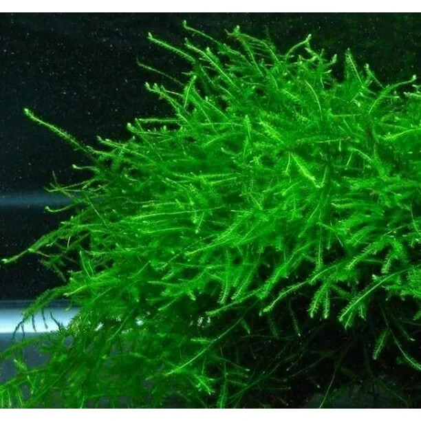 Java Moss / Christmas Moss (20 grams or .70 oz)