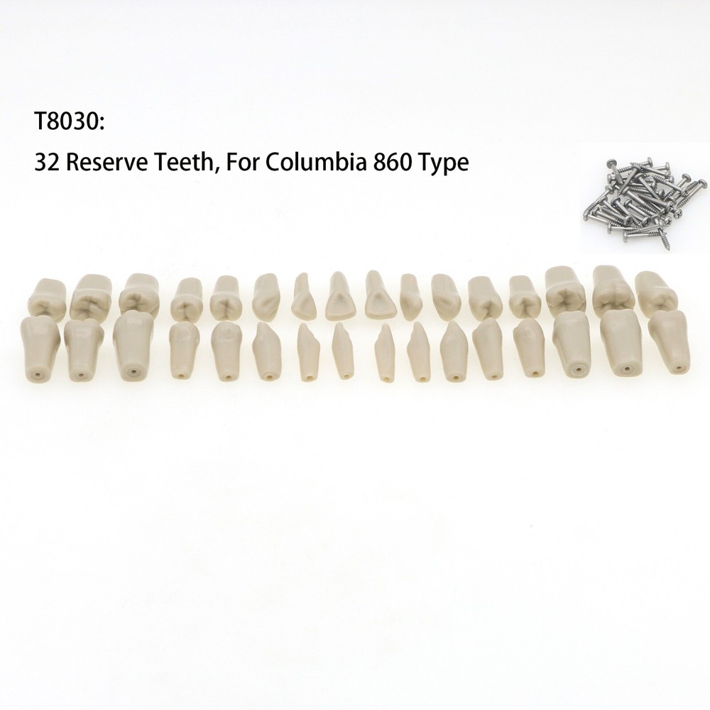 860 Type Dental Tooth Model Columbia Dentoform With 32pcs Replacement Teeth