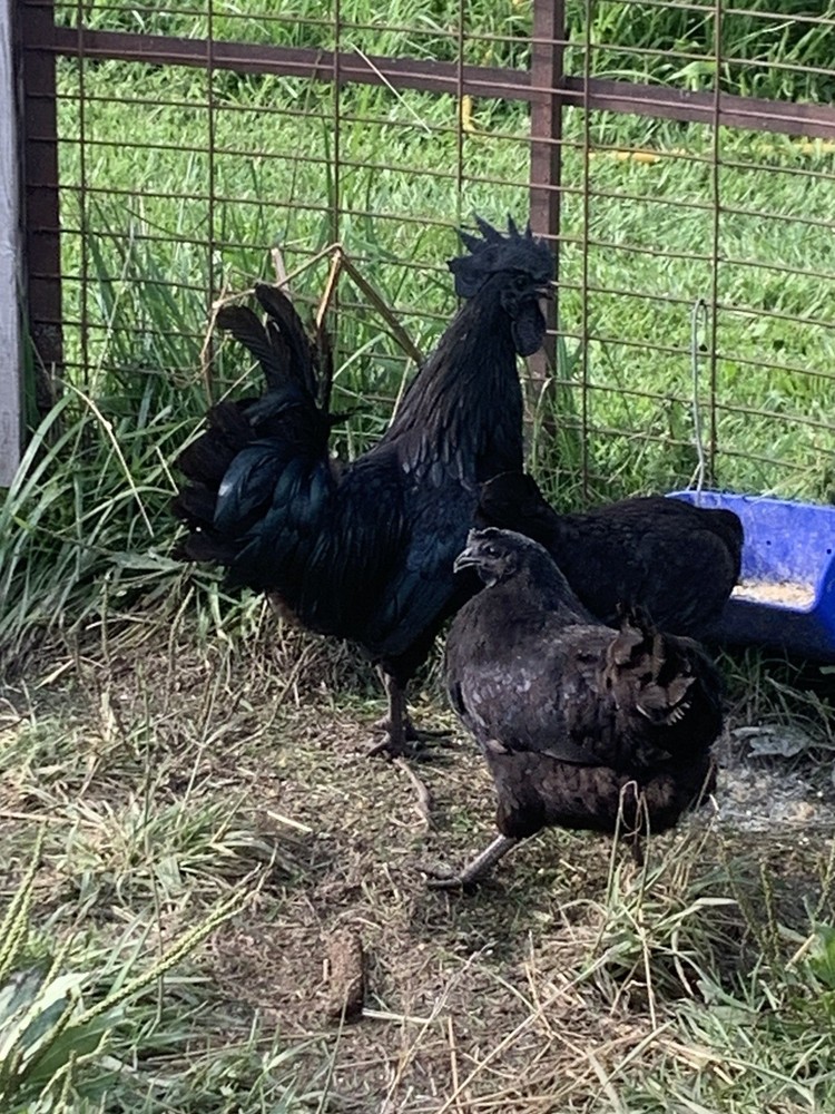 6 Ayam Cemani/ 6 Zombie Hatching Eggs