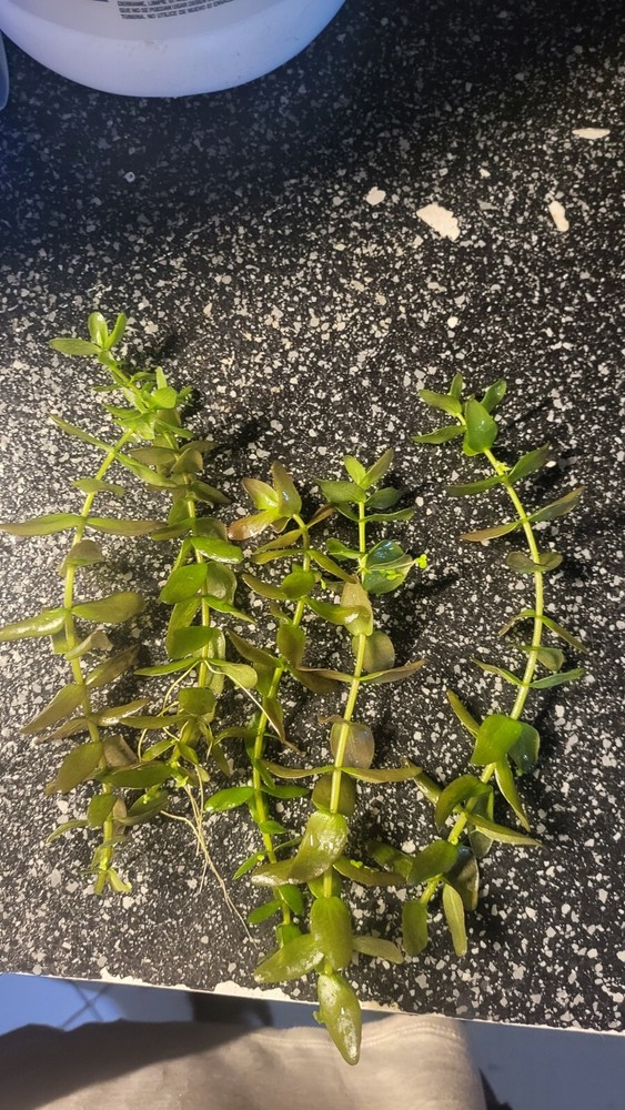 Aquatic Plant Pack (Low Tech)