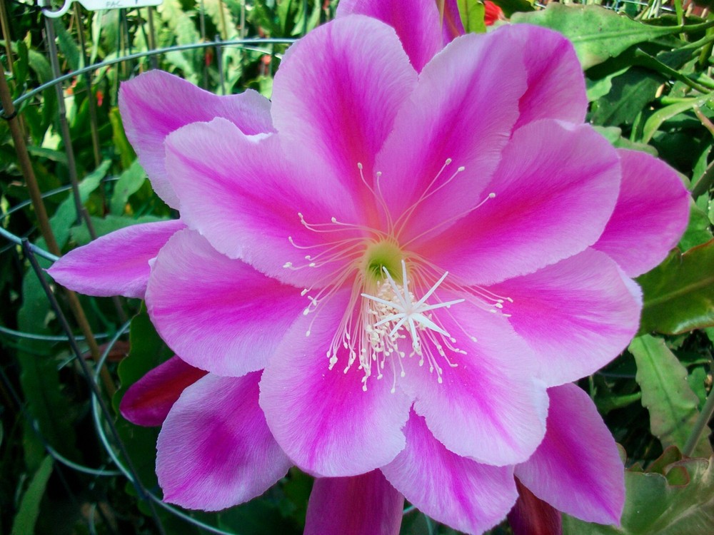 Epiphyllum " GRAND BAROQUE " Cutting
