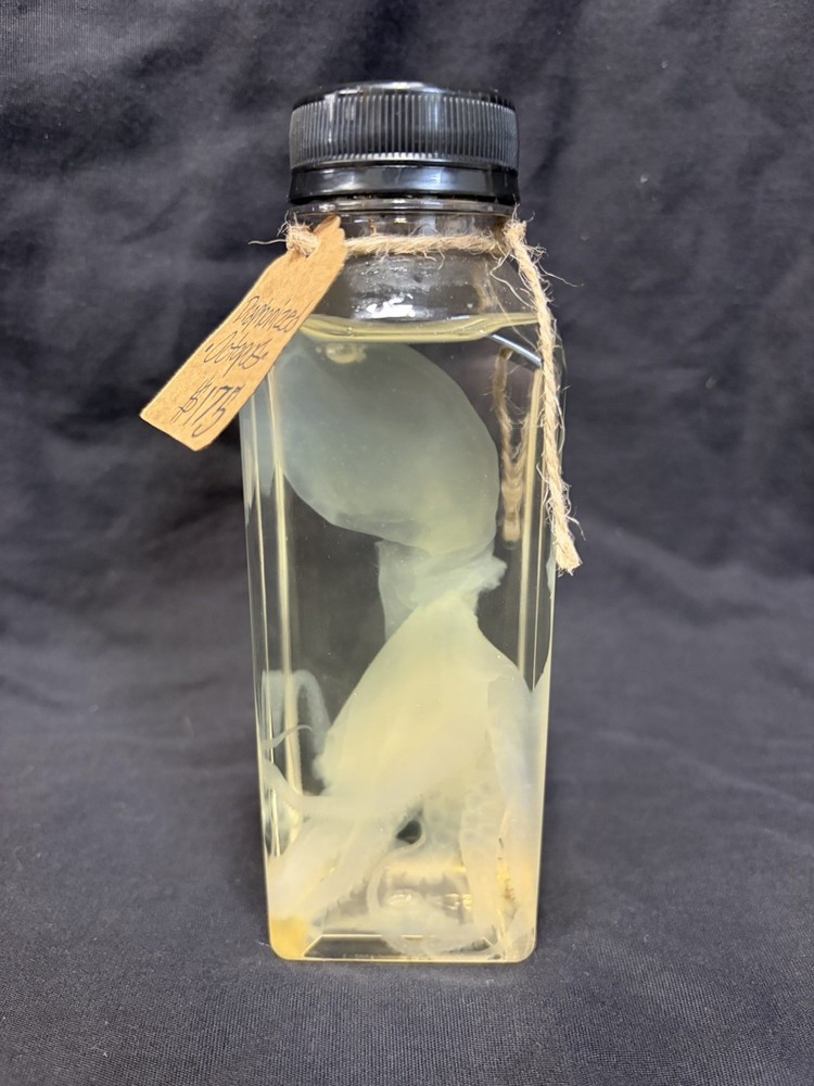 Diaphonized Octopus Specimen in Clear Preservative Jar Unique Display Science