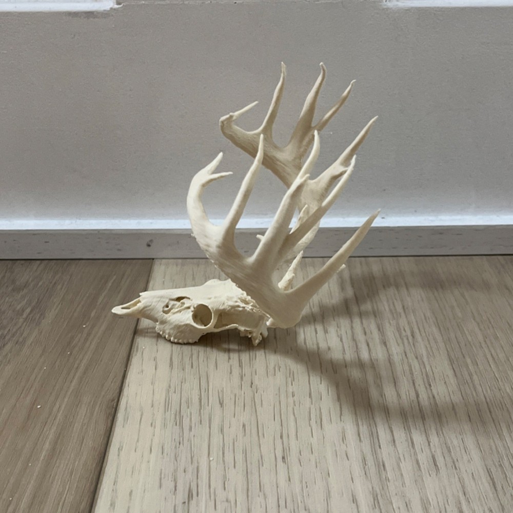 Whitetail Deer Animal Skull Replica