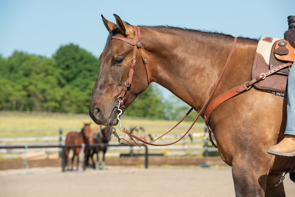 Weaver Leather, Latigo Leather Headstall