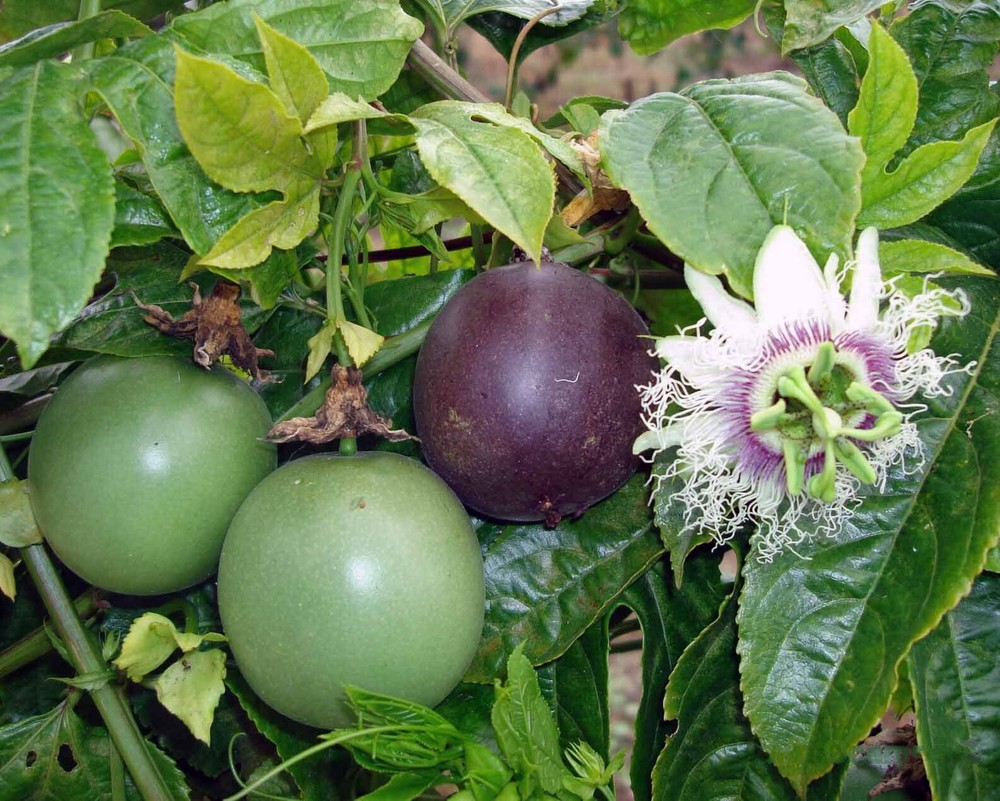 Passiflora edulis - Passion Fruit - Possum Purple
