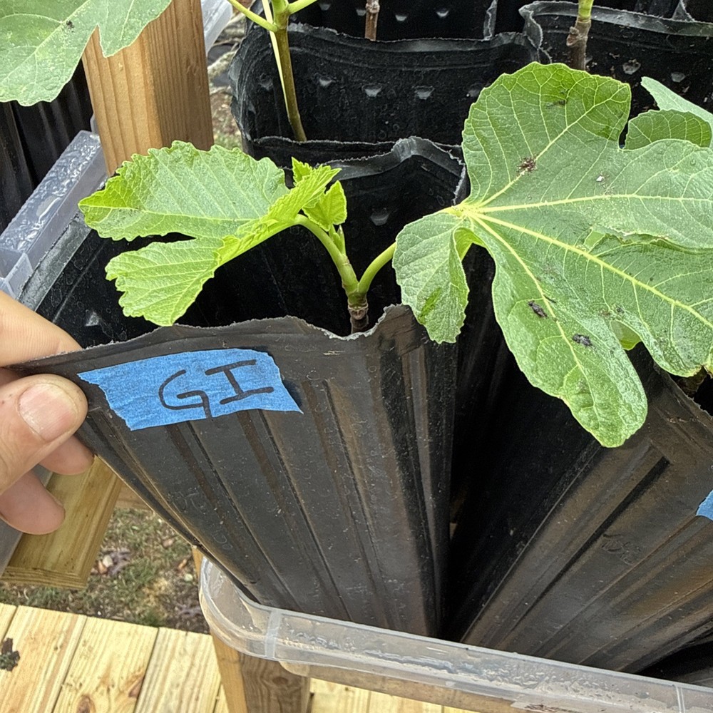 Green Ischia Fig Tree young  🌲