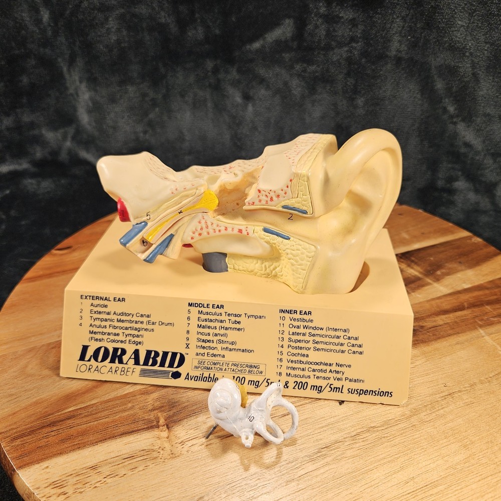 Lorabid Loracebef Ear Model With Removable Pieces Innovative Premiums 1994