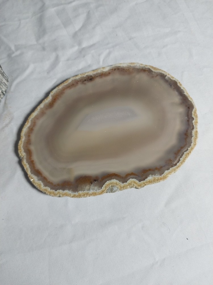 Petrified Wood Round,geode Slice, Polished,