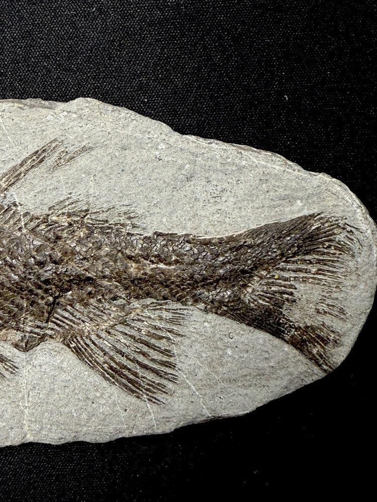 fossil fish ，perleidus, Jurong China