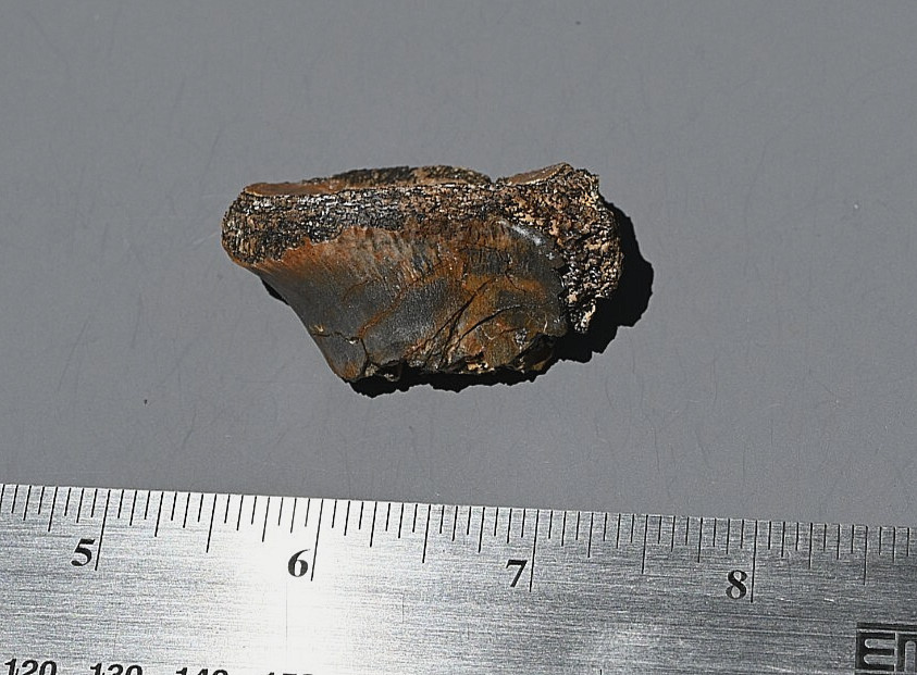 Fossil Tyrannosaur Bone