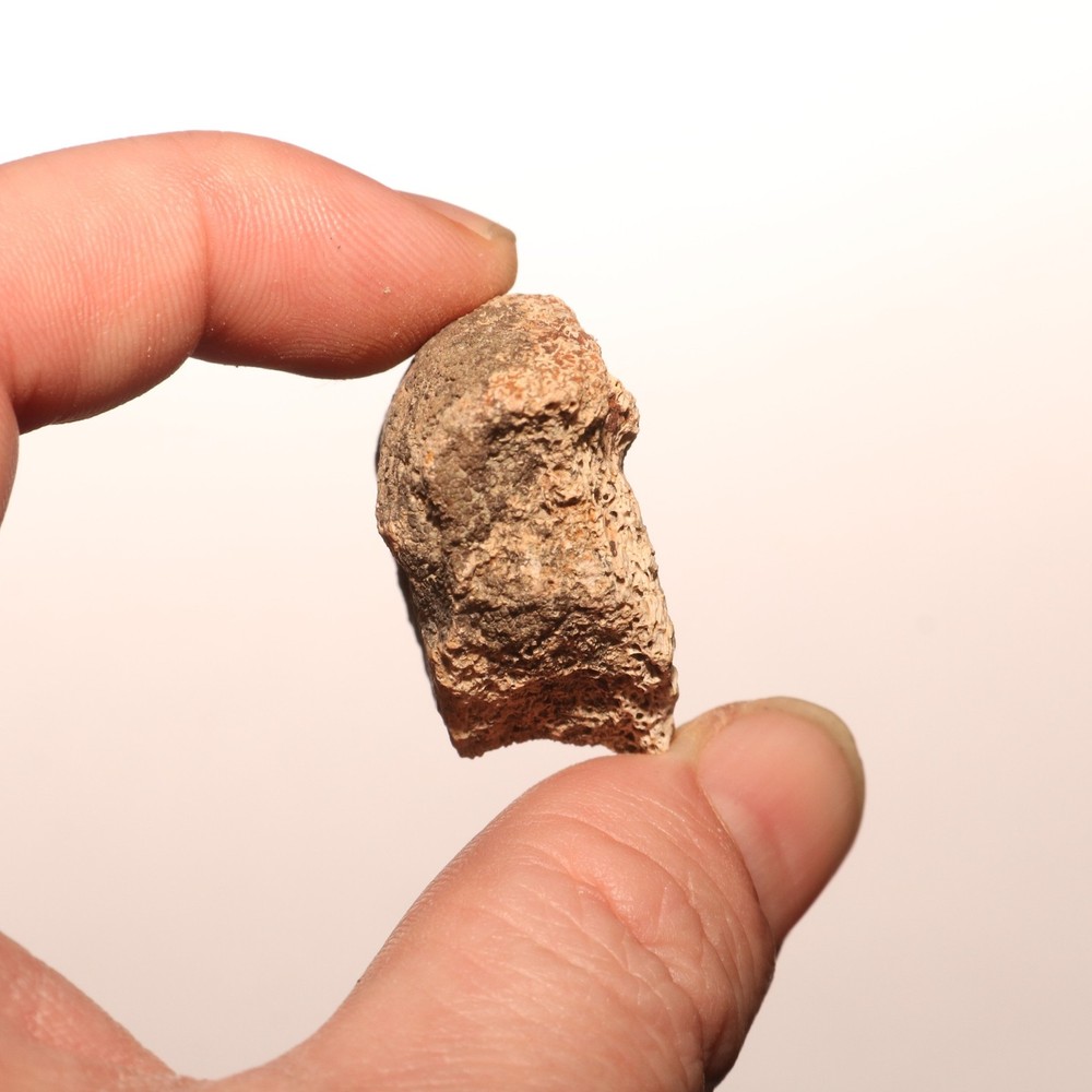 Dinosaur Vertebrae Process Predation Gnaw Bite - Hell Creek Formation Cretaceous