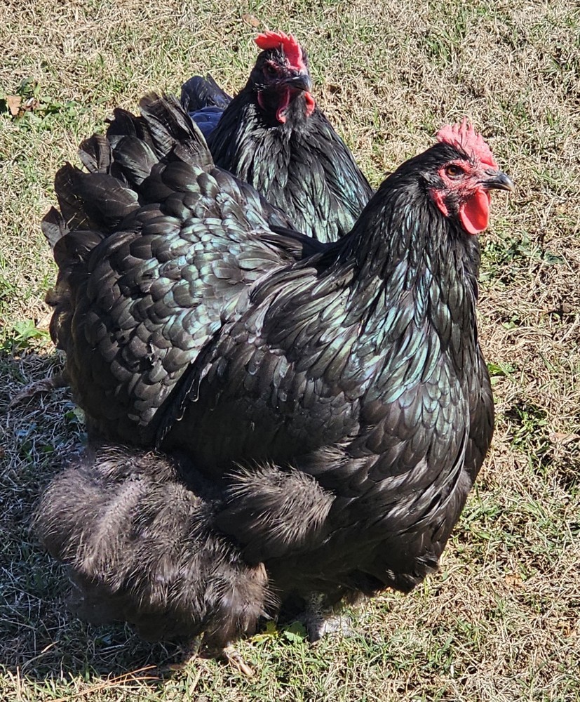 8+  English Black  Orpington Hatching Eggs