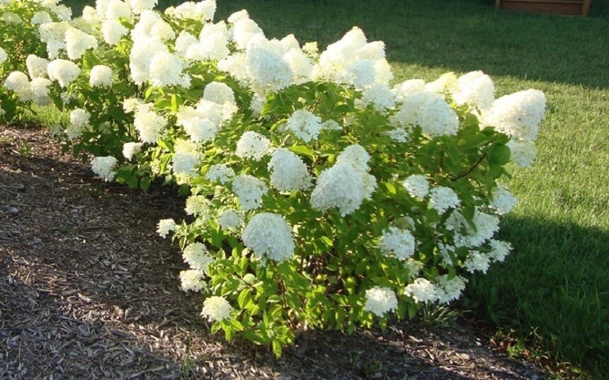 HYDRANGEA - MISCELLANEOUS VARIETIES- LOST TAG - STARTER PLANT