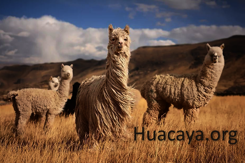 Huacaya.org