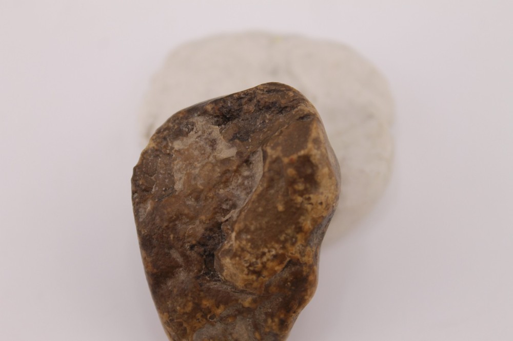 Real Permineralized Reptile Egg Fossil