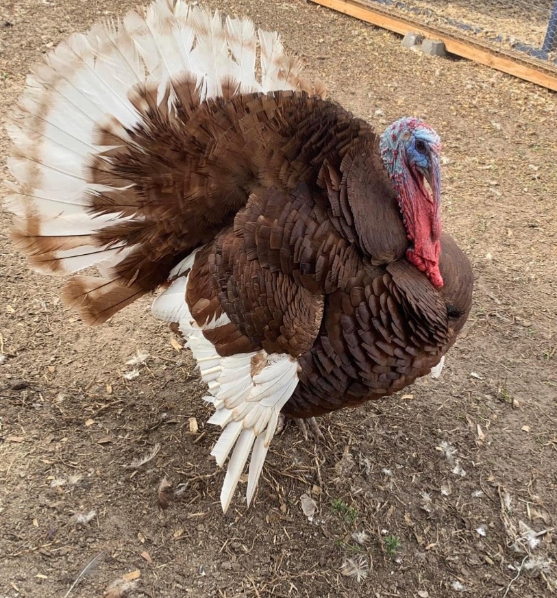 Fertilized Hatching Turkey Eggs - Barnyard Mix of 6