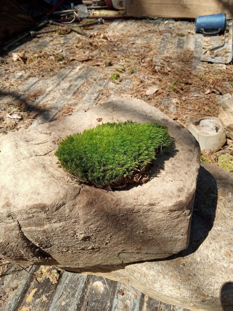 Pincoushing Moss And Mood Moss