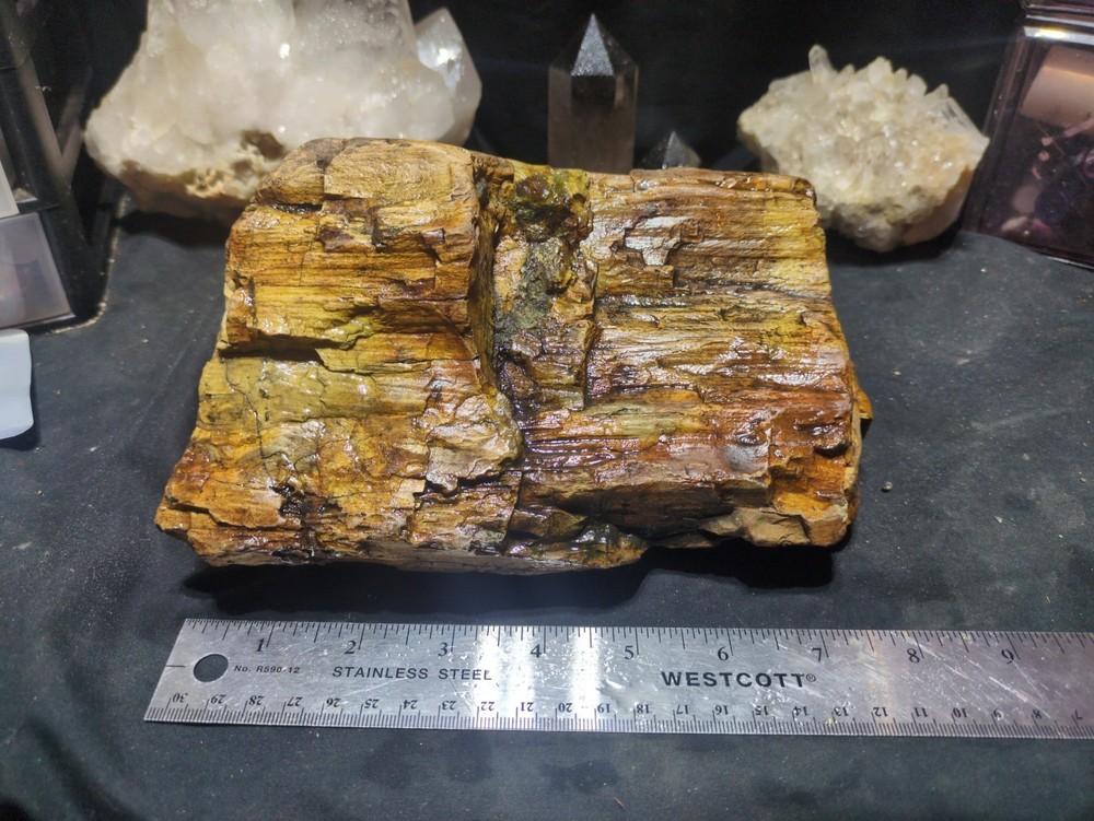 Petrified Wood "Log" Specimen Natural Form (7lbs 5oz)