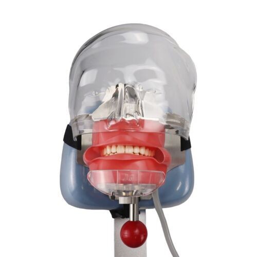 Dental Simulator Manikin Phantom Head Model Teeth Model for Training Practicing