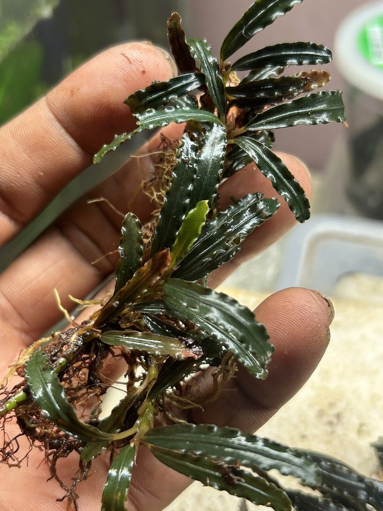 Assorted Bucephalandra Rhizomes