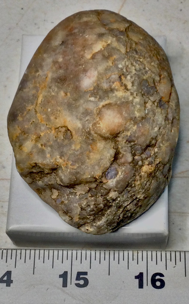 Dinosaur ARMOR PLATE