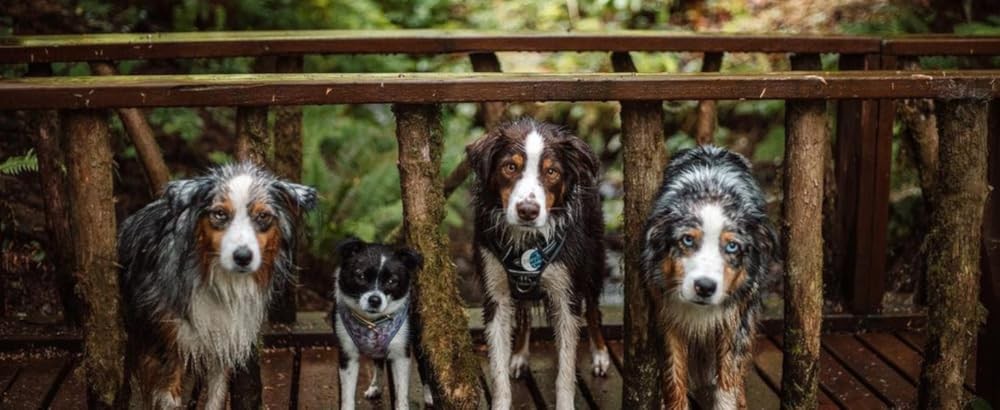 Tactical Harn for Small Medium Dogs No Pull Adjustable Pet