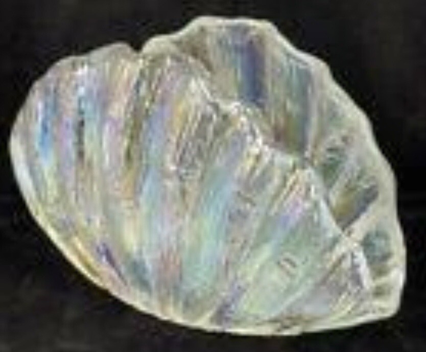 Bath and Body Works Iridescent Seashell Clam Shell