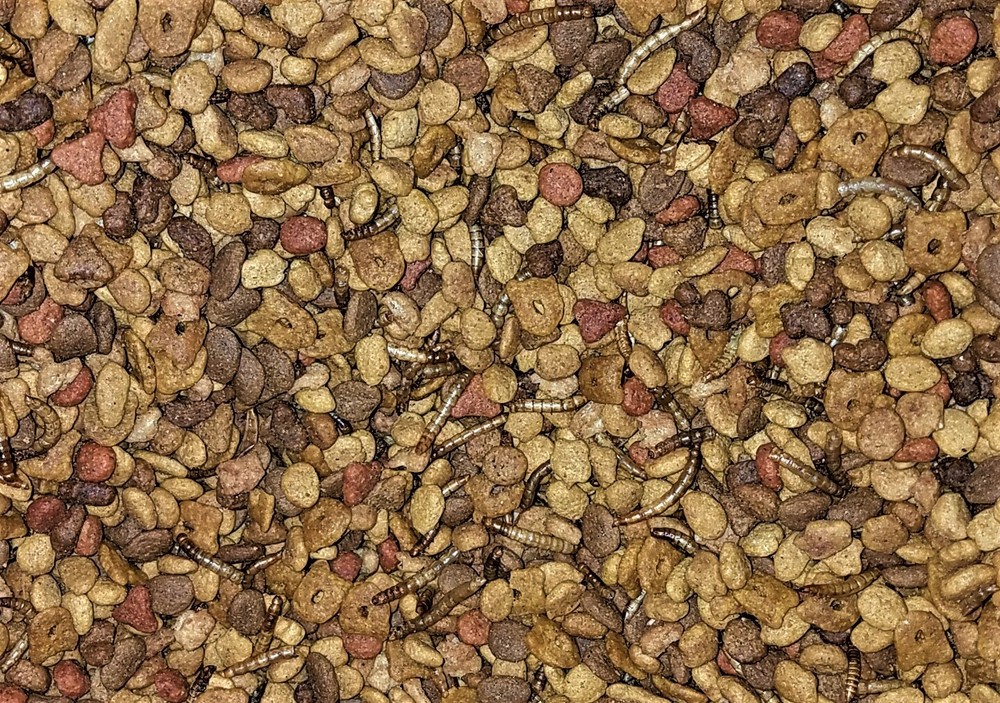 Hedgehog Staple Diet