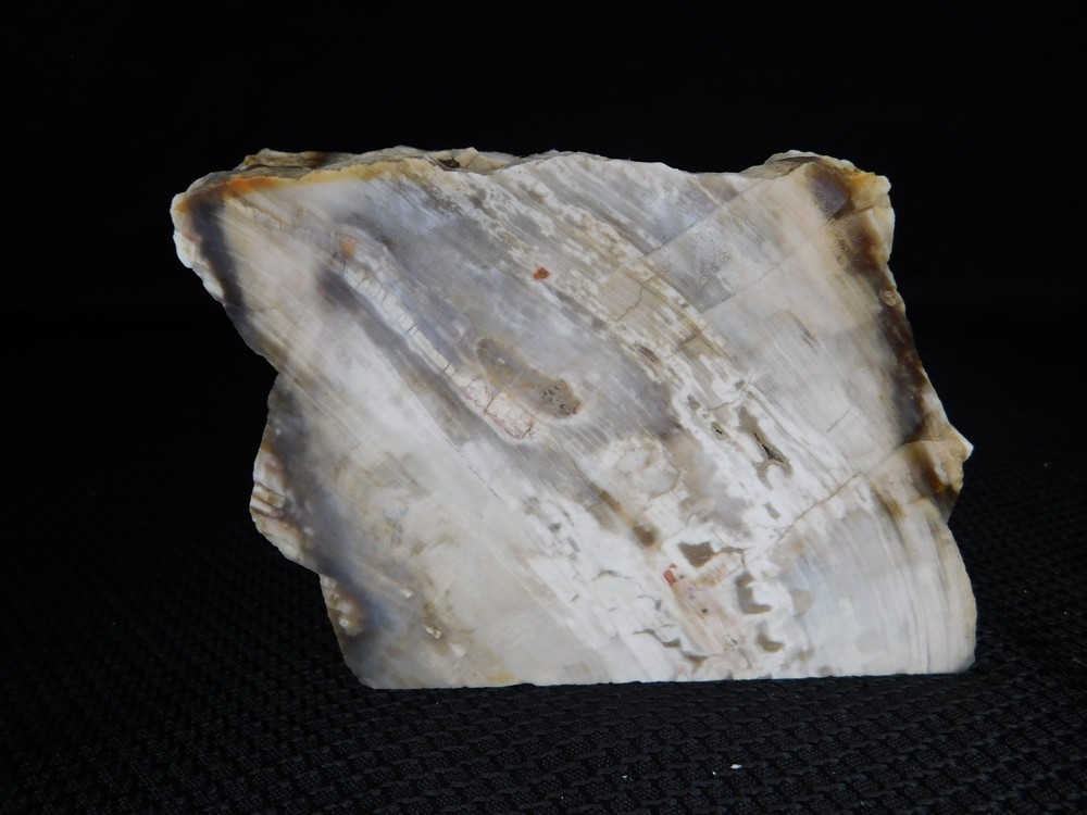 Petrified Wood Opalized Cut Display Specimen 2 lbs. 14 oz.