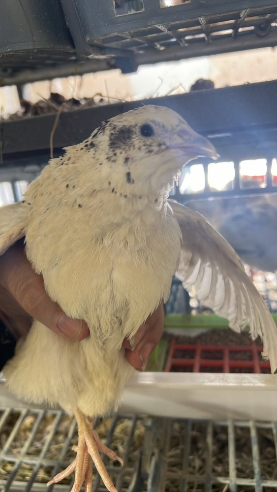 12 Buddy’s Hatchery Pearl Fee Coturnix Quail Hatch Egg