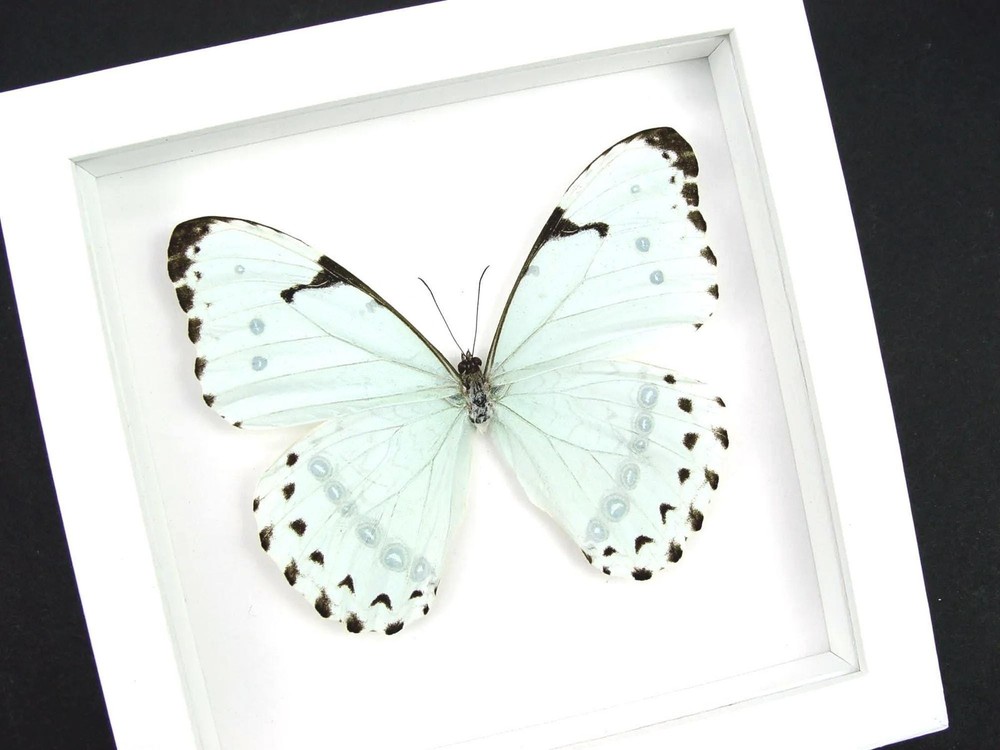 Real Mint Morpho Butterfly Morpho catenarius Framed Vibrant White Shadowbox