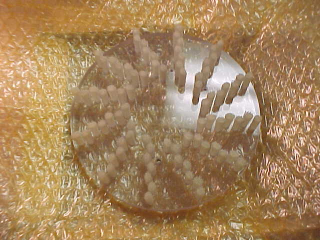 Disco LJLX-910013-0 Brush. NEW