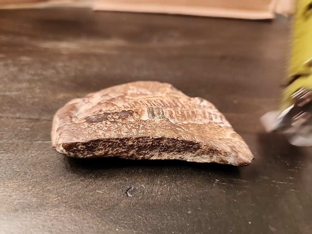 3" Natural Fossil