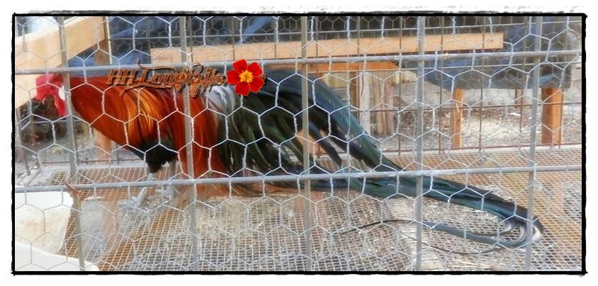 6+ BBRED Black Breasted Red Phoenix longtail Chicken hatching eggs SHOW QUALITY