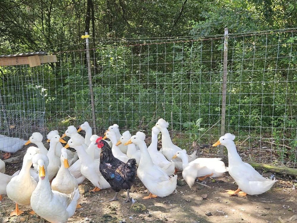 6 White Crested Duck Hatching Eggs