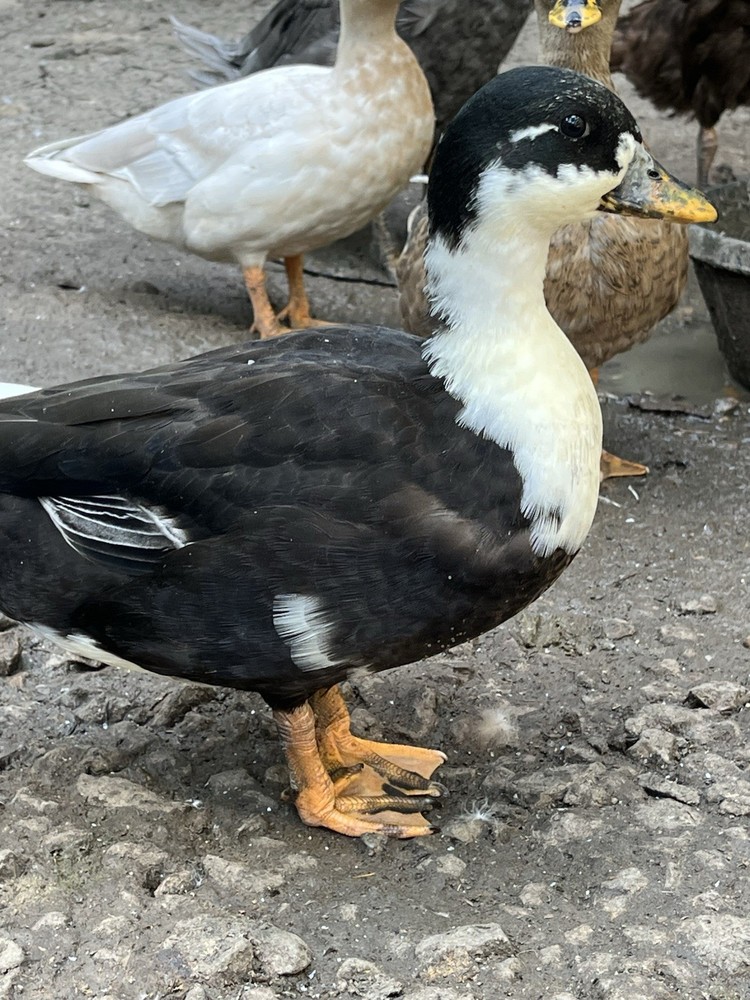 12 Call Duck Hatching Eggs.