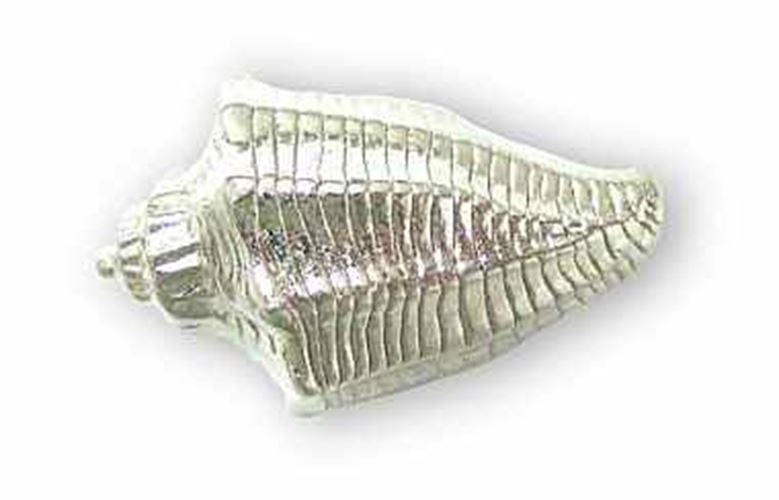 1-5/8" Conch Shell Knob Satin Nickel