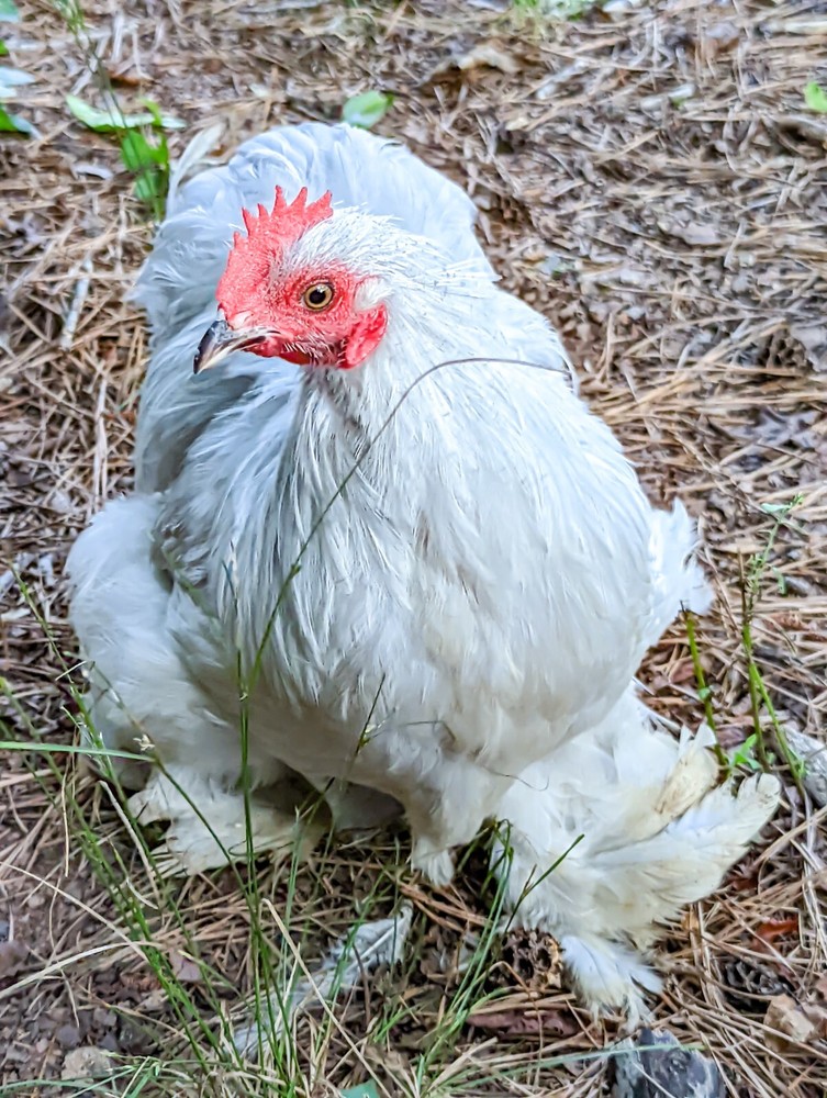6+ Lavender (Self Blue) Bantam Cochin Hatching Eggs