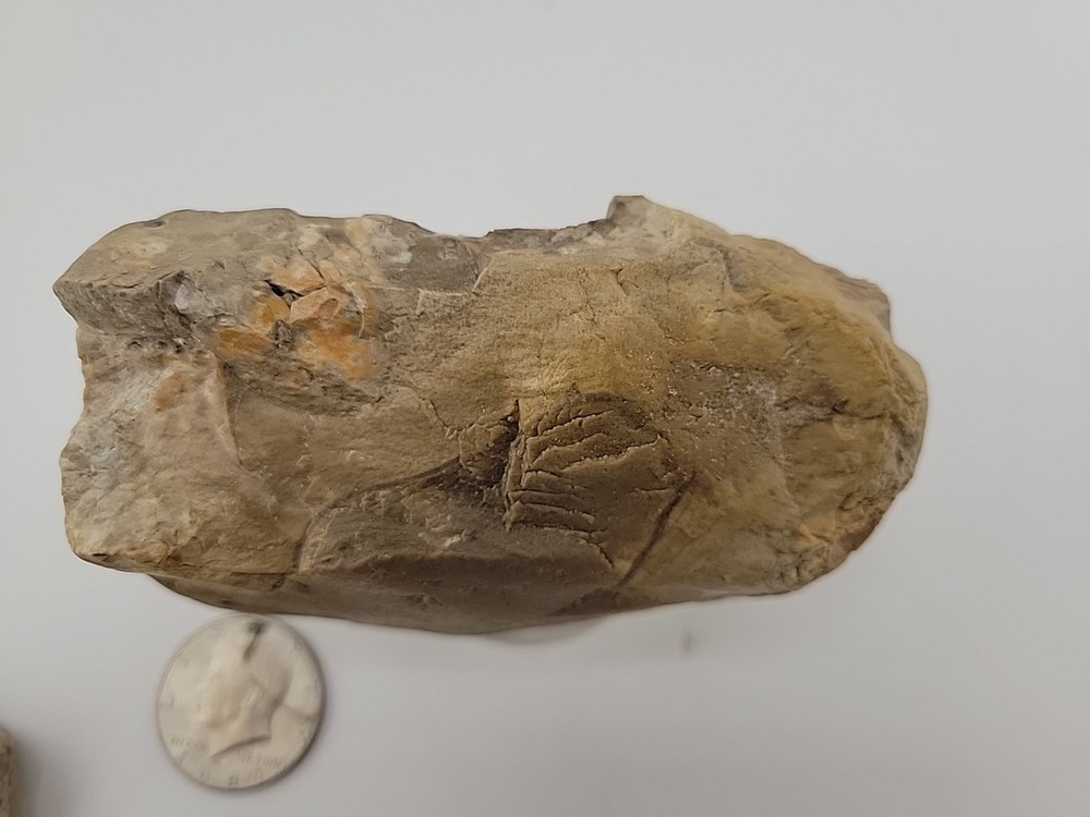 Egg Fossil Permineralized Compression Reptile Egg Fossil