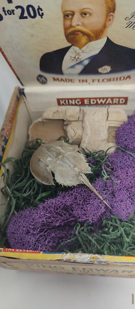horseshoe crab shadow box kit. DIY. Vintage Cigar Box Shadowbox.