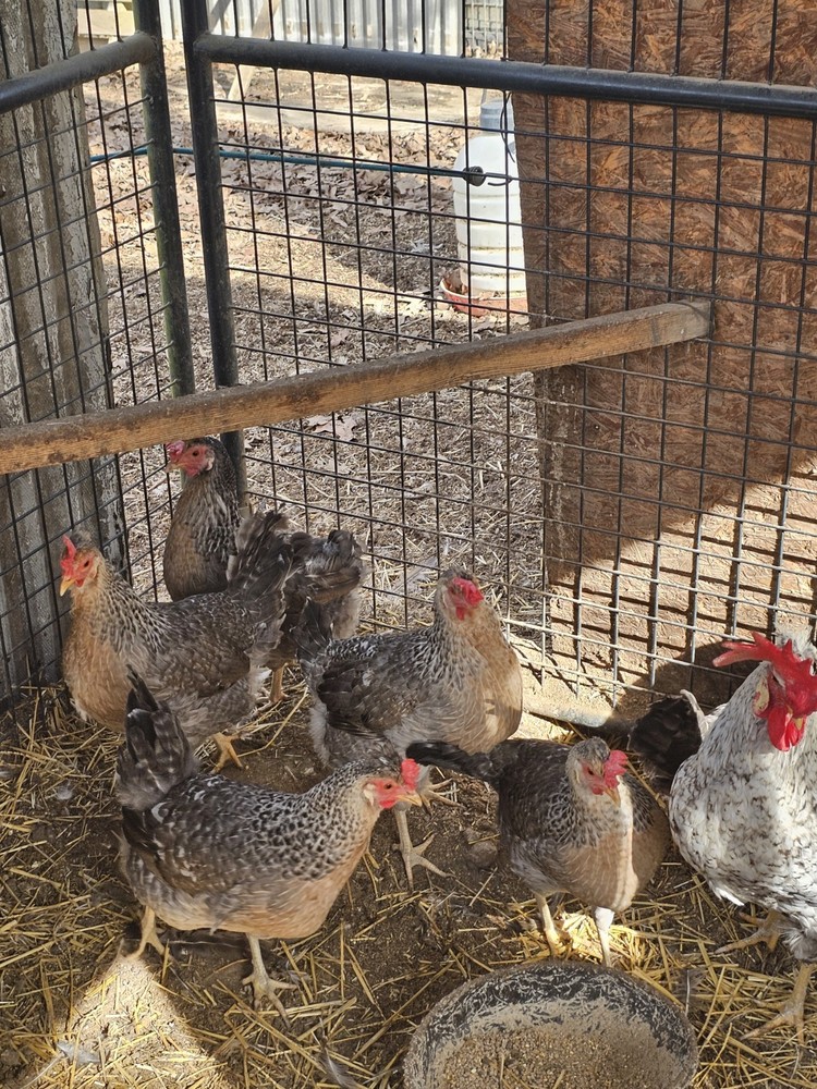 6 CRESTED CREAM LEGBAR HATCHING EGGS 🐣Extras Are Included *READ DESCRIPTION *