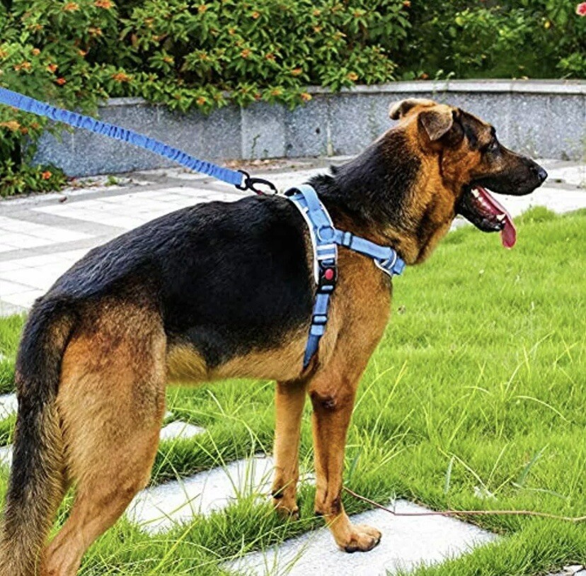 AdventureMore No Pull Choke Free Dog Halter Harness Leash Set - Sz Medium