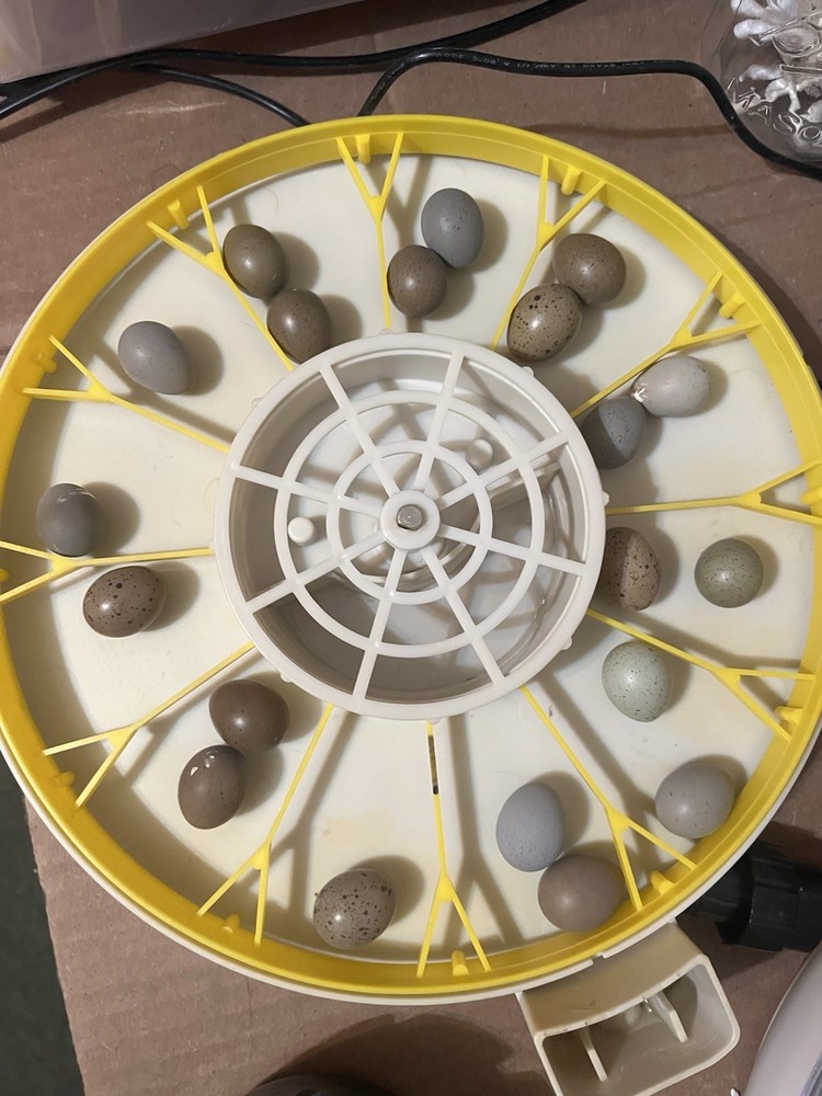 Button Quail Hatching Eggs